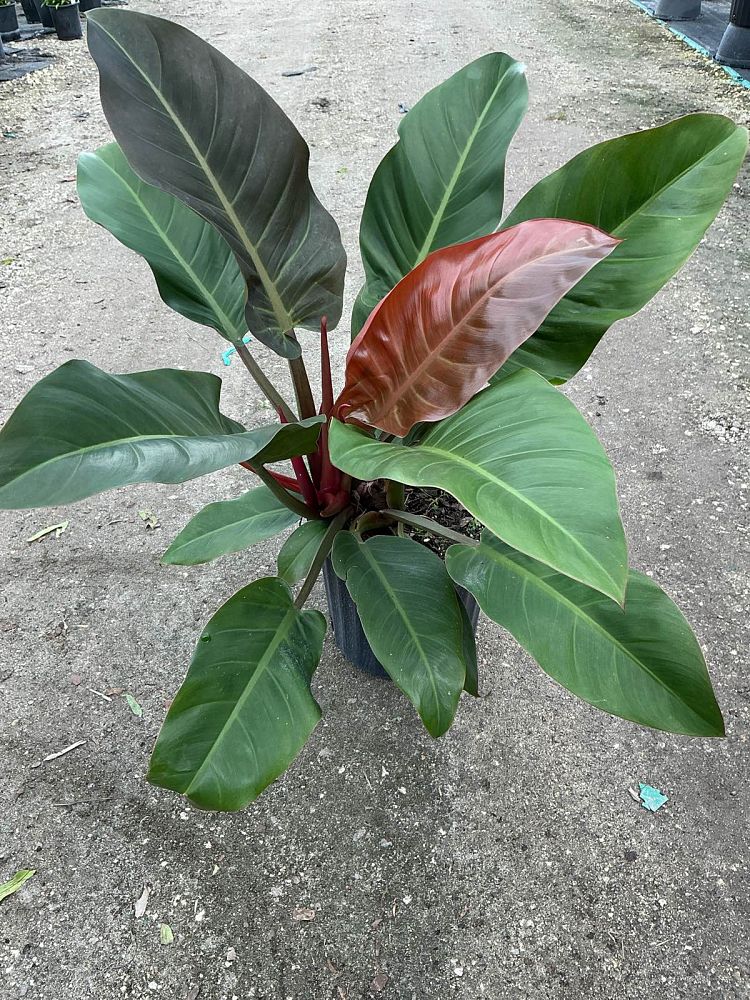 philodendron-imperial-red