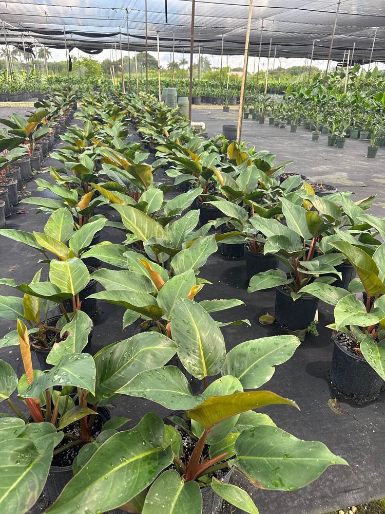 philodendron-imperial-red