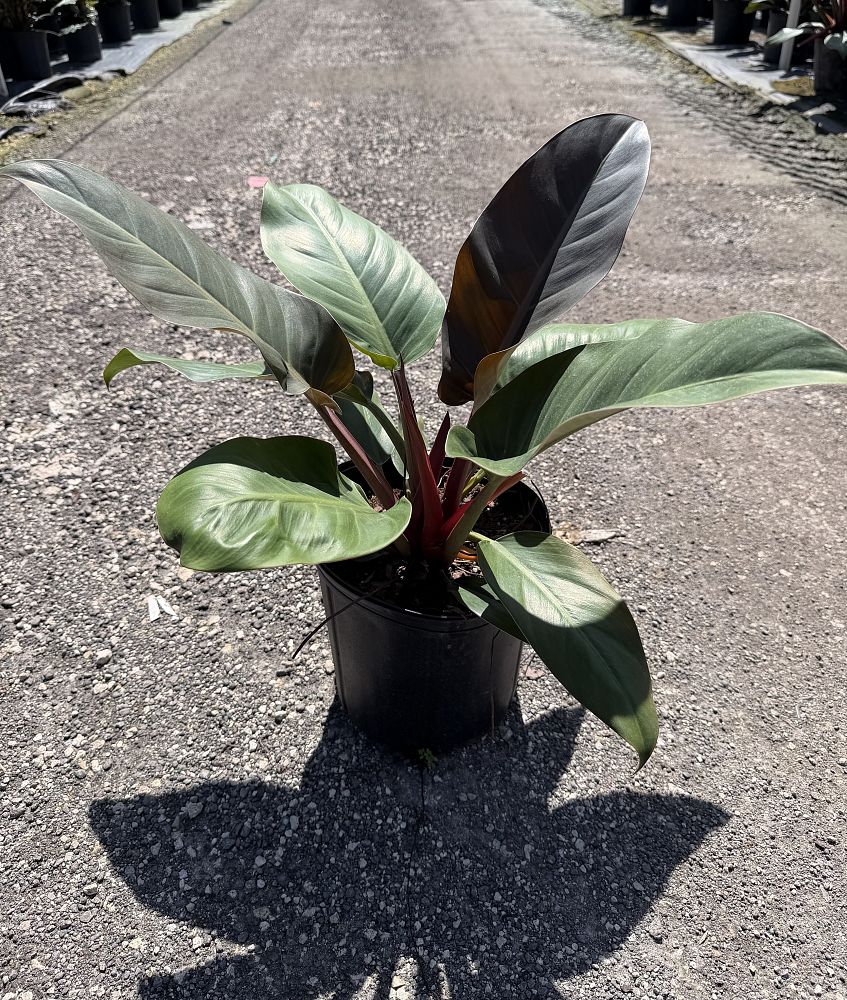 philodendron-imperial-red