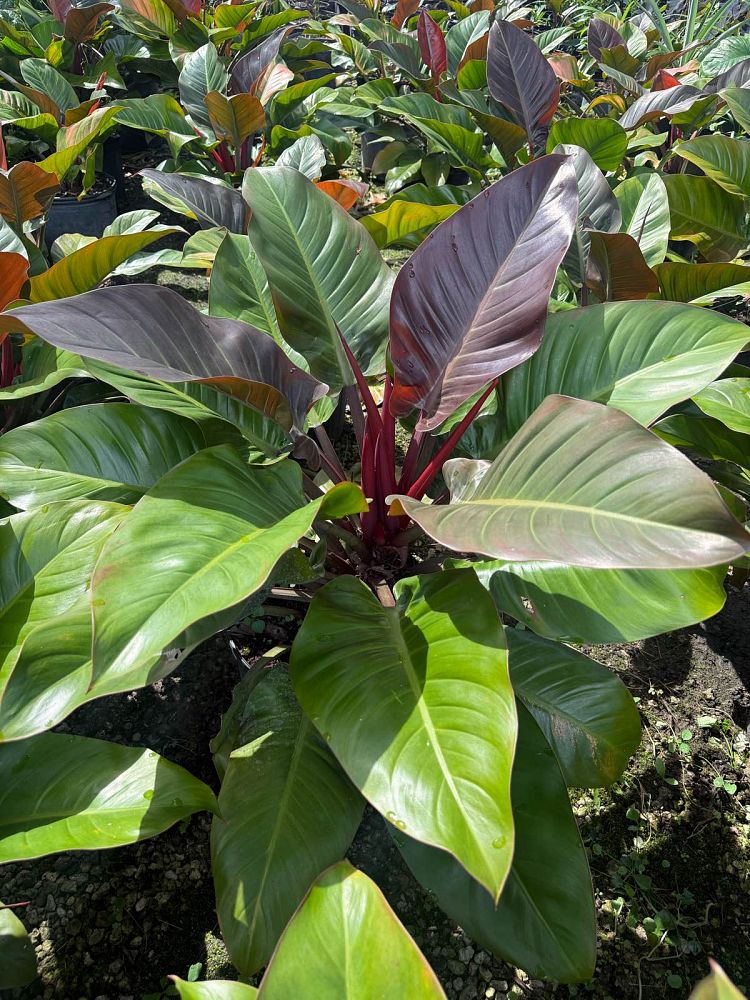 philodendron-imperial-red