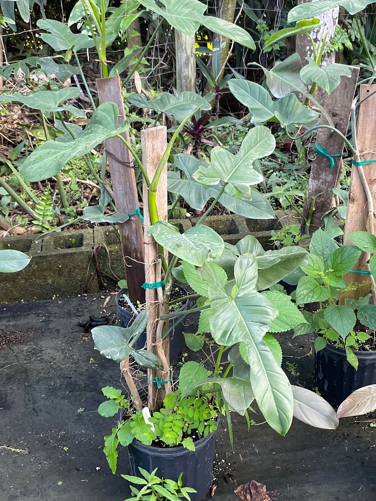 philodendron-jerry-horne