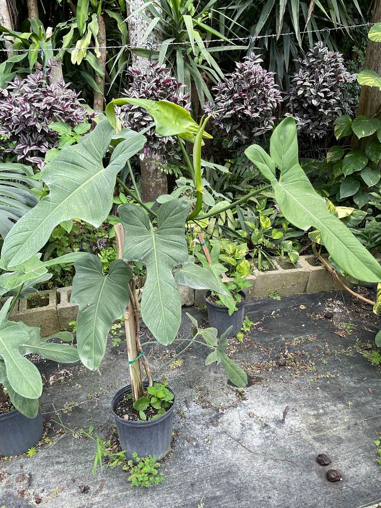 philodendron-jerry-horne