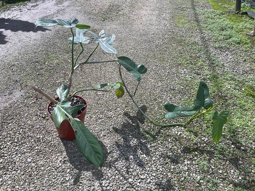philodendron-jerry-horne