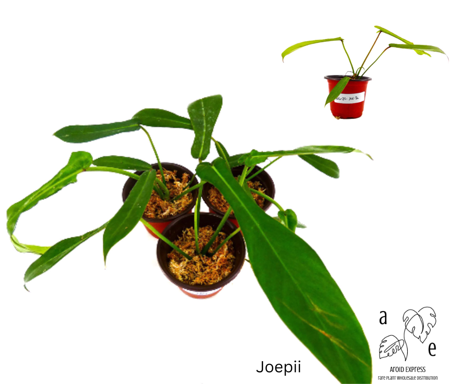 philodendron-joepii