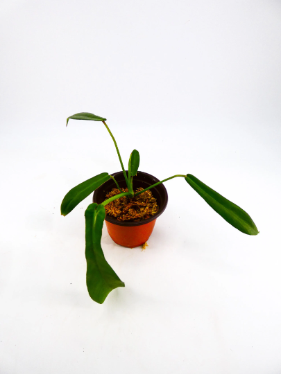 philodendron-joepii