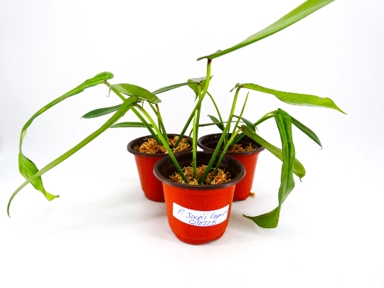 philodendron-joepii