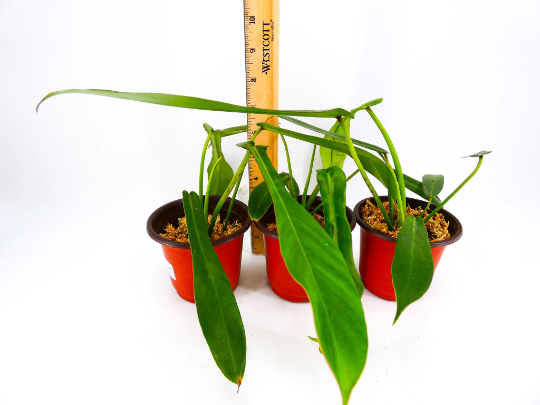 philodendron-joepii