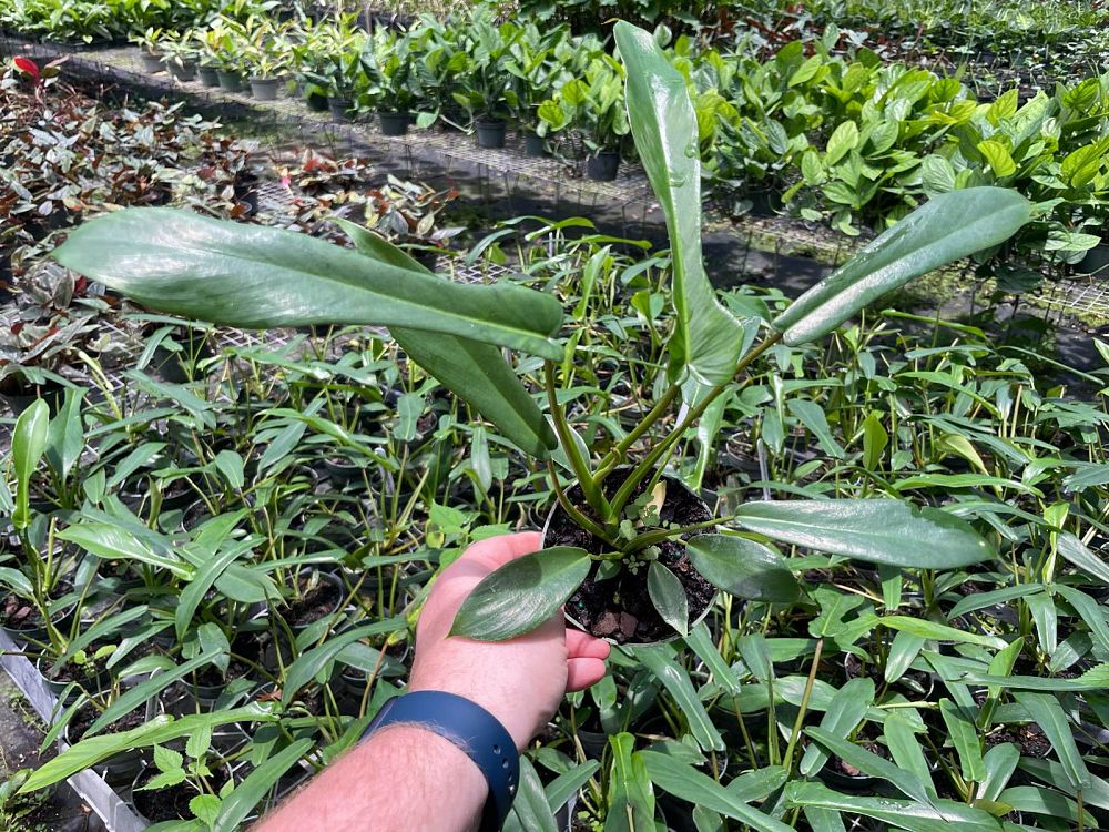 philodendron-joepii