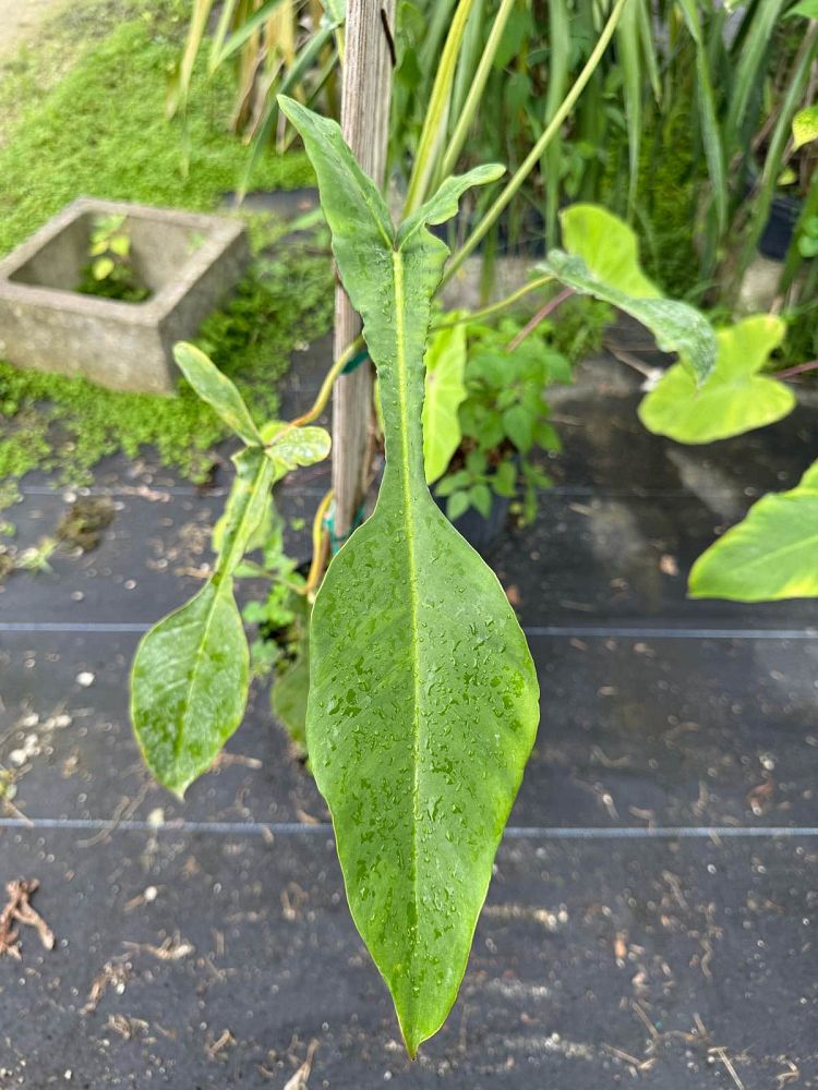 philodendron-joepii
