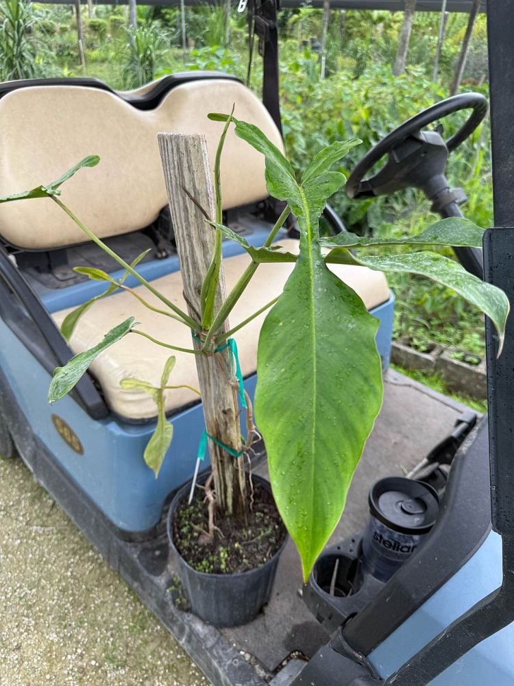 philodendron-joepii