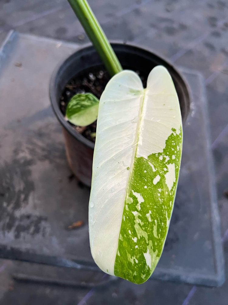 philodendron-jose-buono