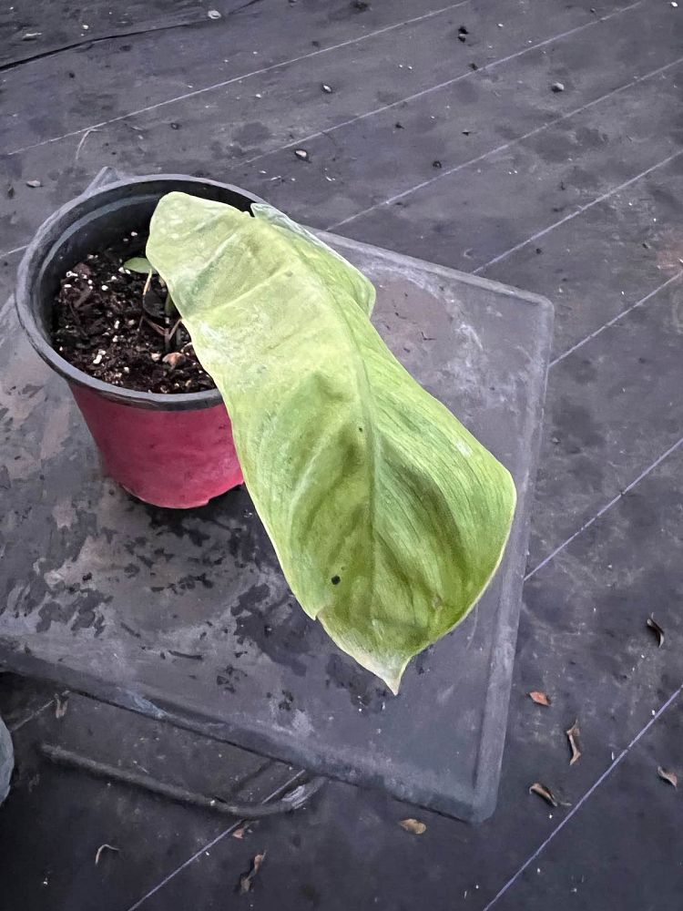 philodendron-jose-buono