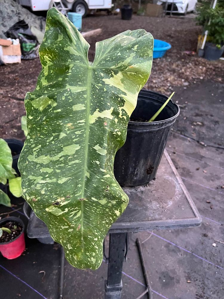 philodendron-jose-buono