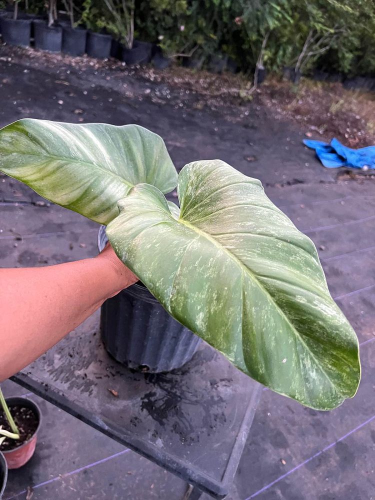 philodendron-jose-buono