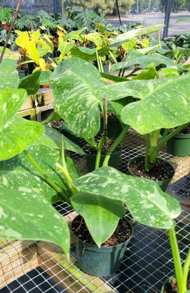 philodendron-jose-buono