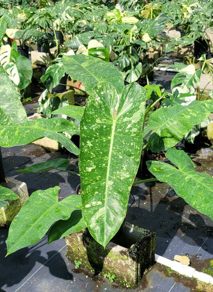 philodendron-jose-buono