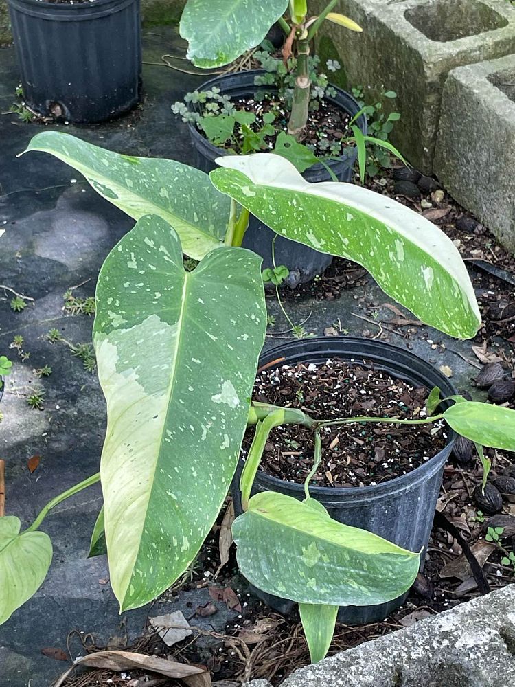 philodendron-jose-buono
