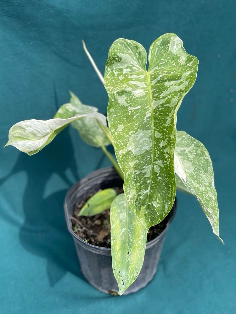 philodendron-jose-buono
