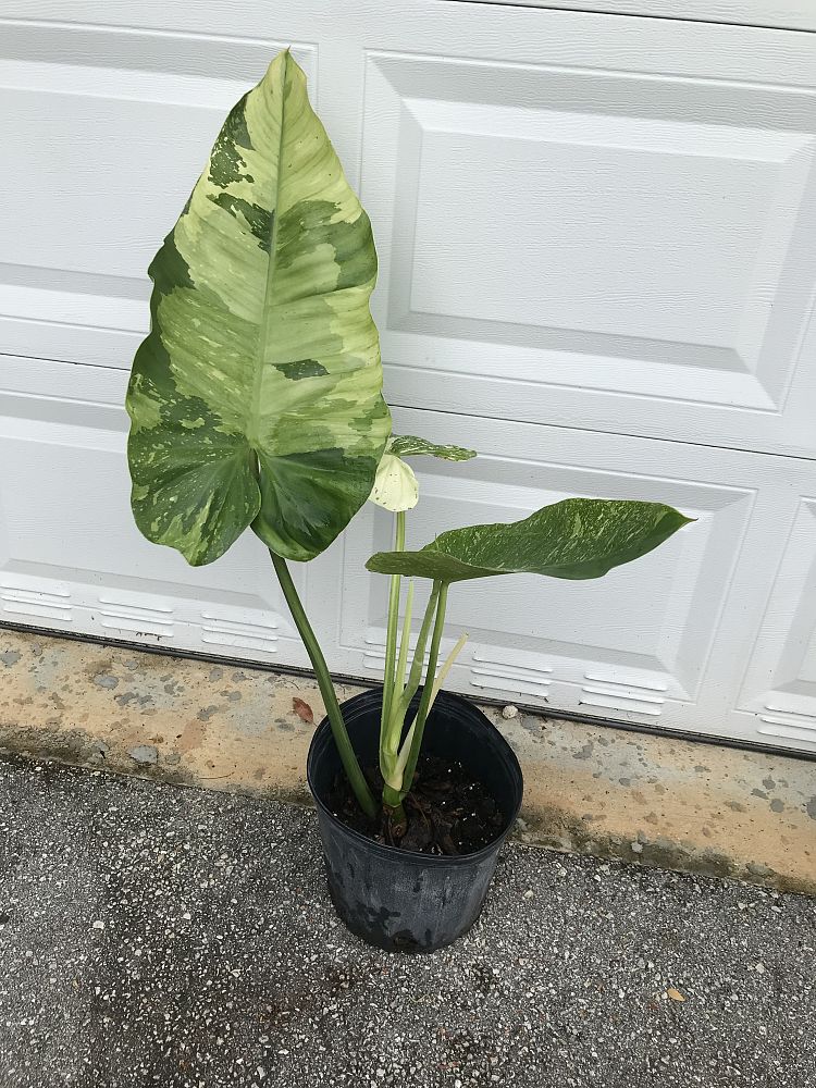 philodendron-jose-buono
