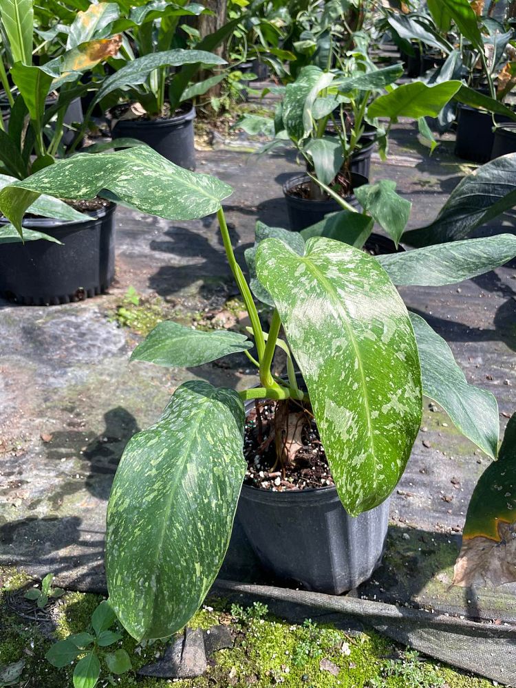 philodendron-jose-buono