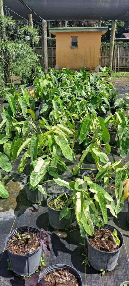 philodendron-jose-buono