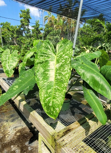 philodendron-jose-buono