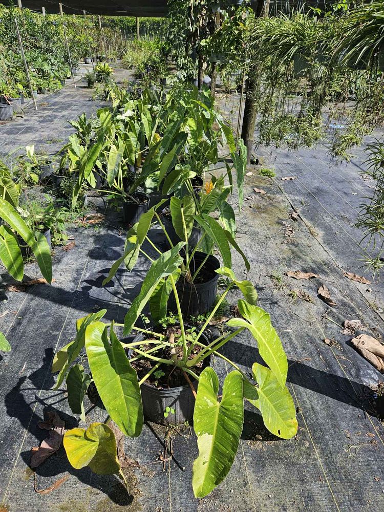 philodendron-jose-buono
