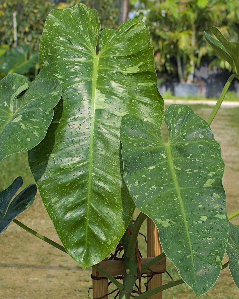 philodendron-jose-buono