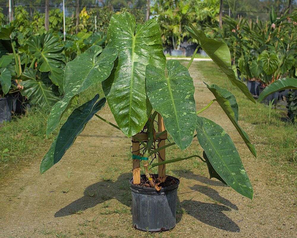 philodendron-jose-buono