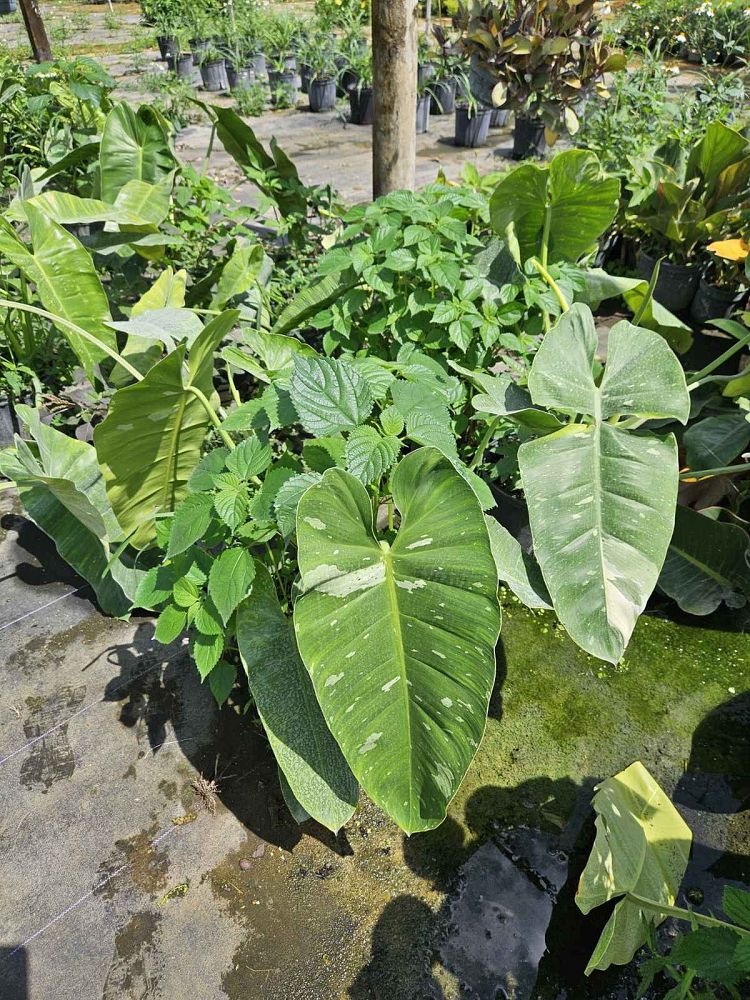 philodendron-jose-buono
