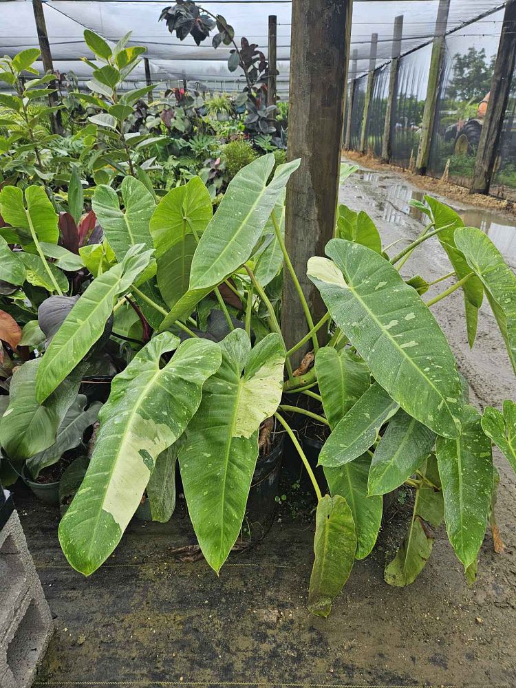 philodendron-jose-buono