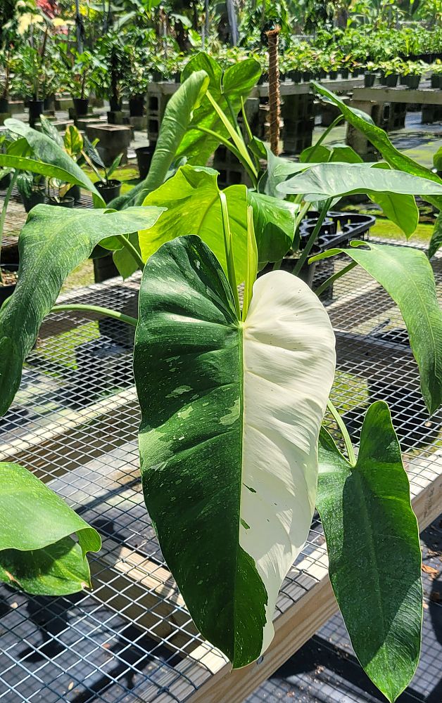 philodendron-jose-buono
