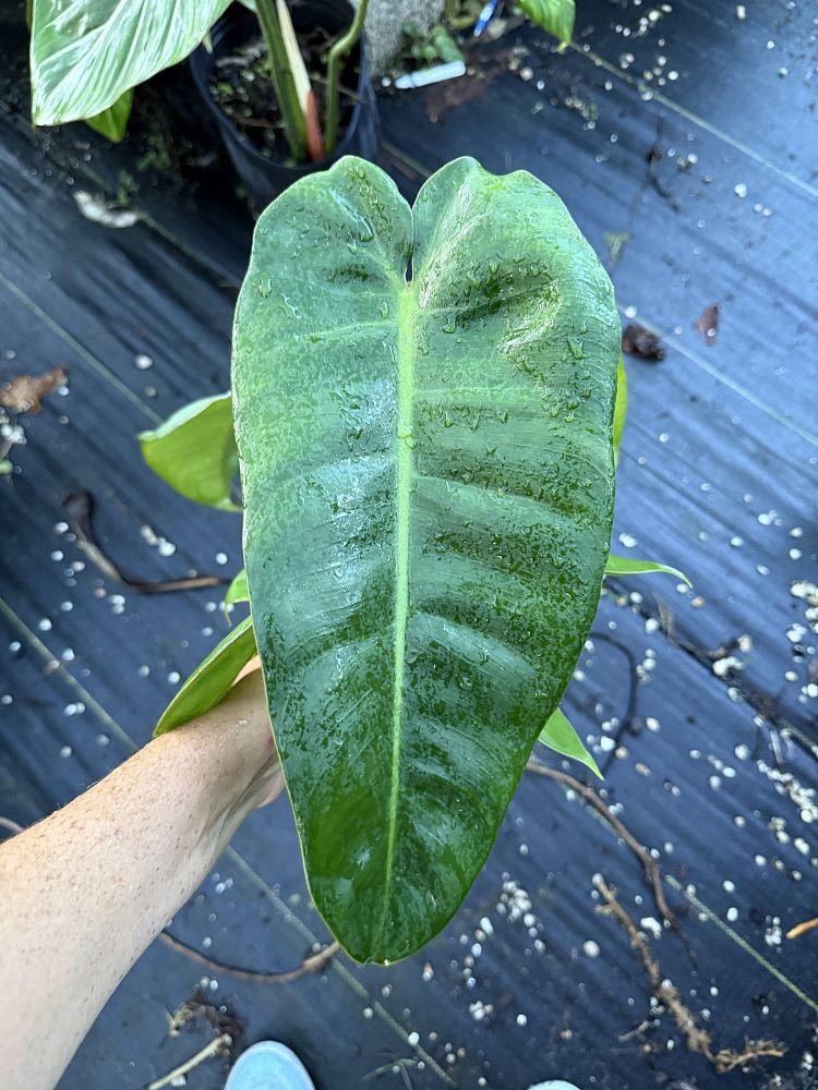 philodendron-jose-buono