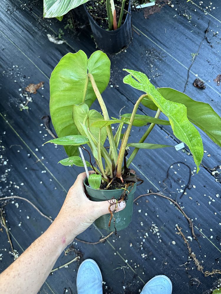 philodendron-jose-buono