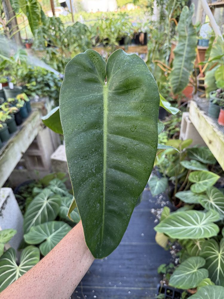 philodendron-jose-buono
