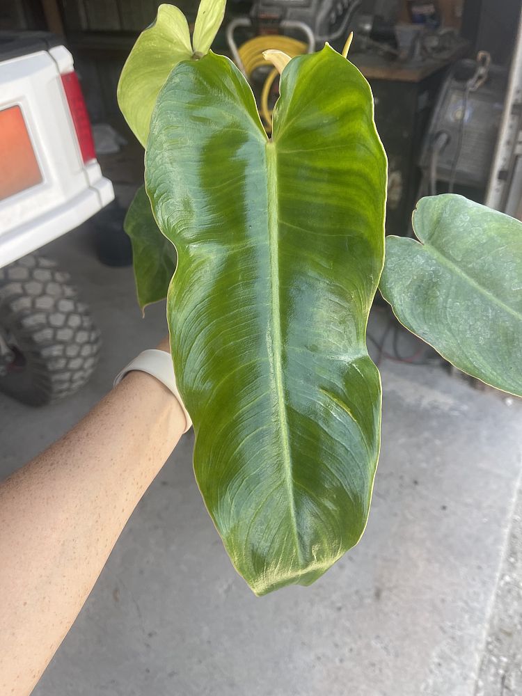 philodendron-jose-buono