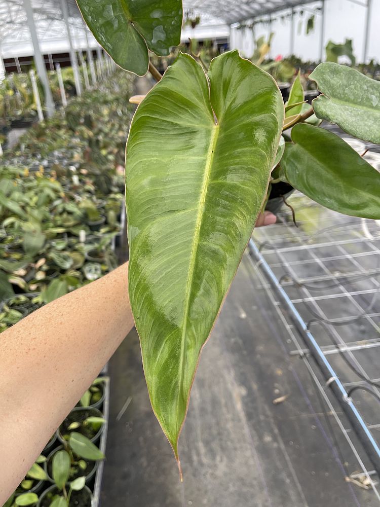 philodendron-jose-buono