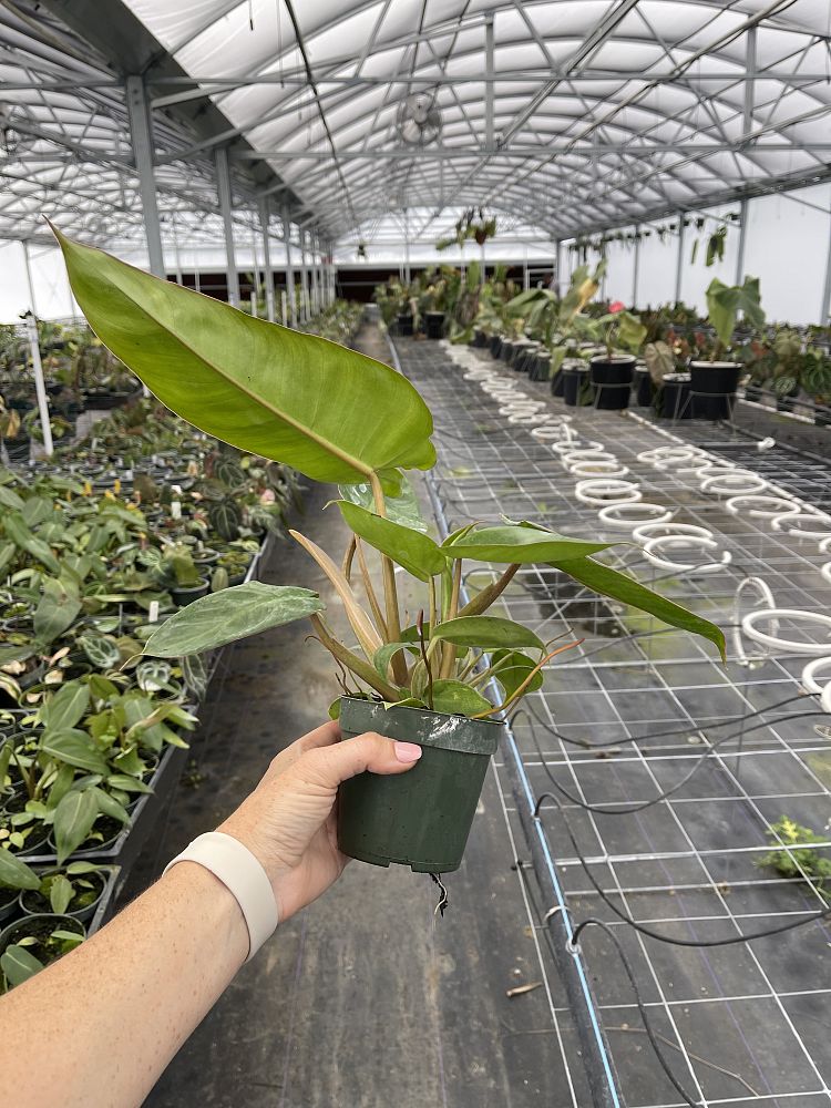 philodendron-jose-buono
