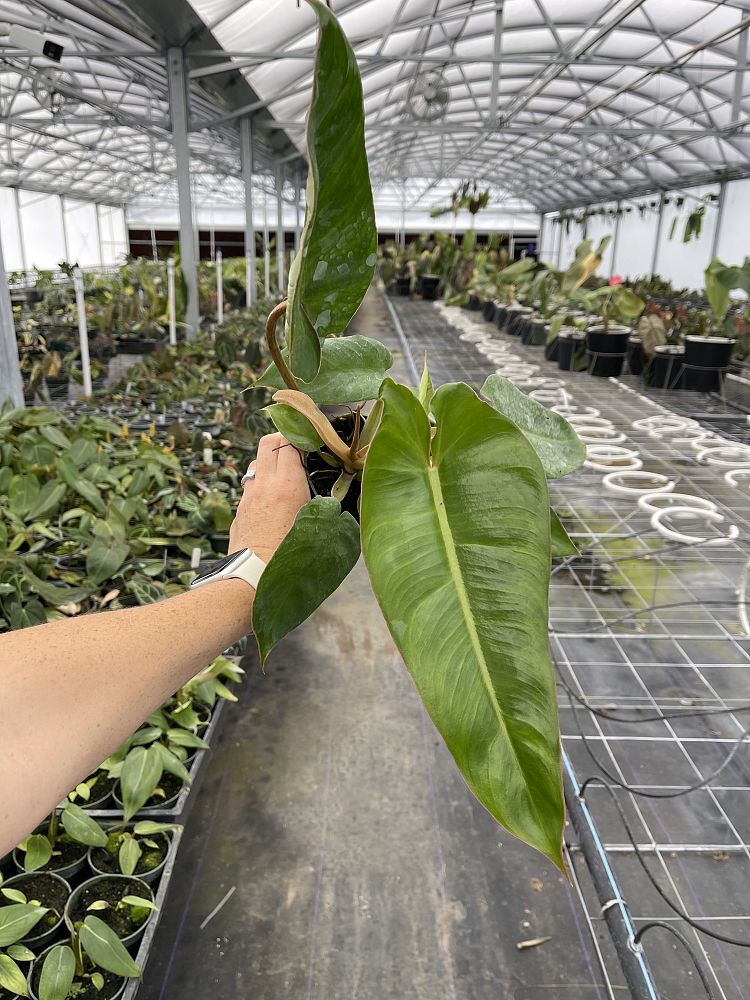 philodendron-jose-buono