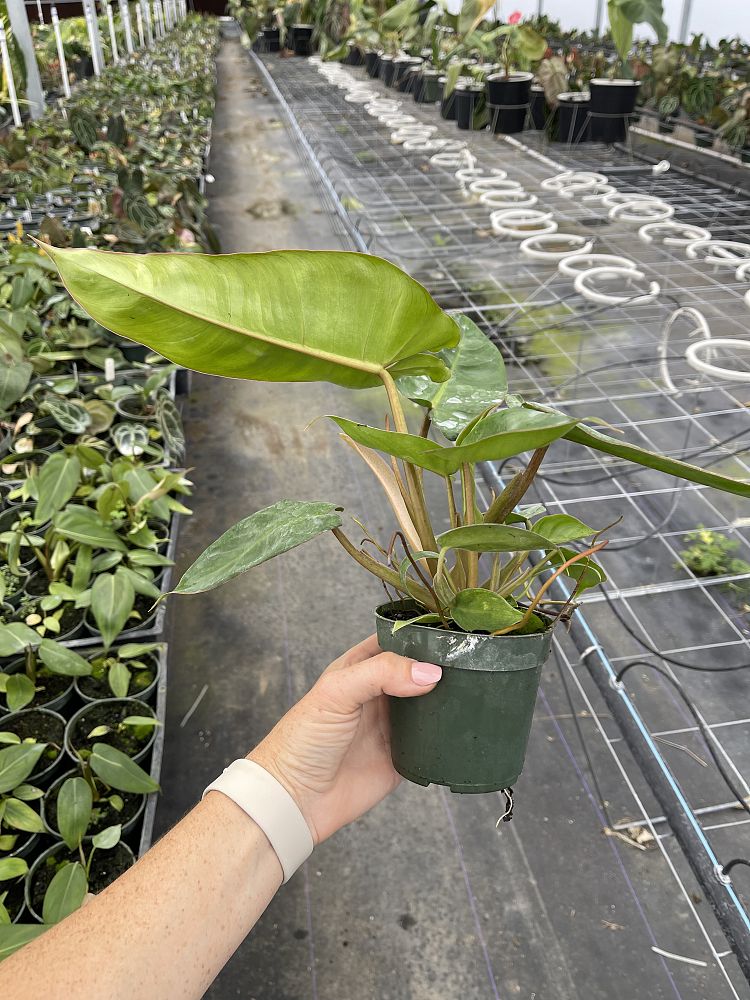 philodendron-jose-buono
