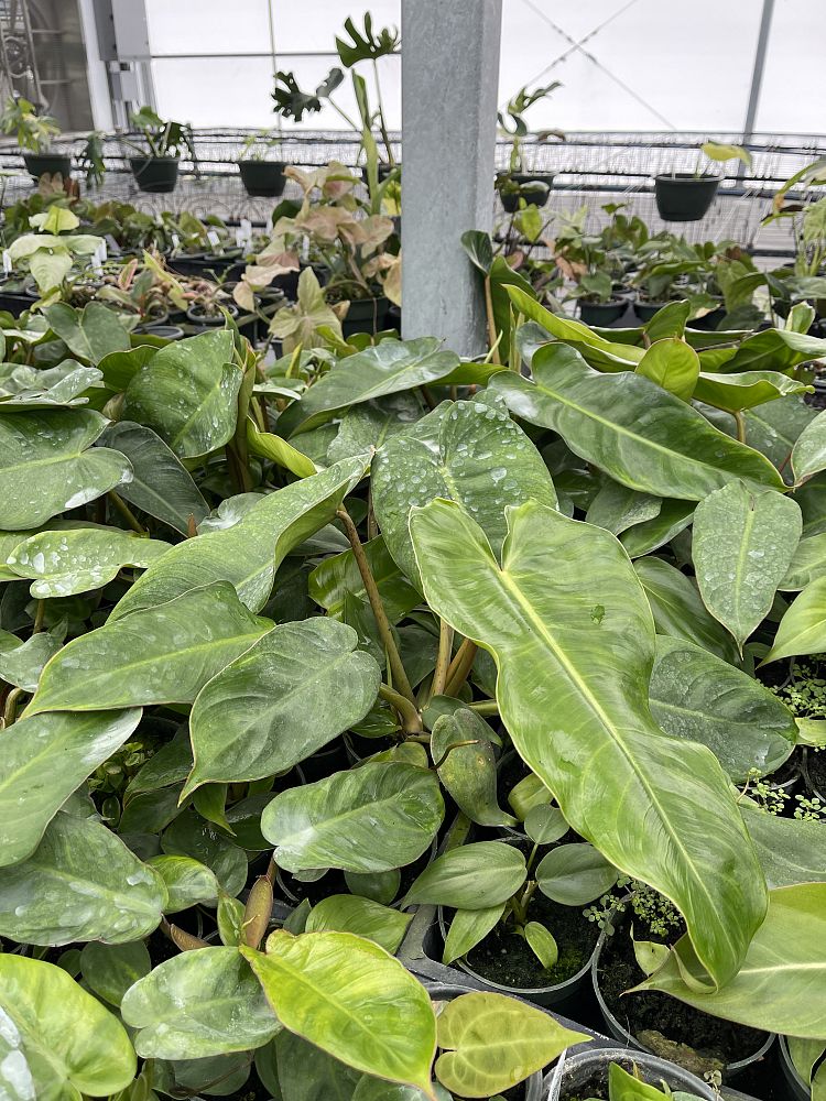 philodendron-jose-buono