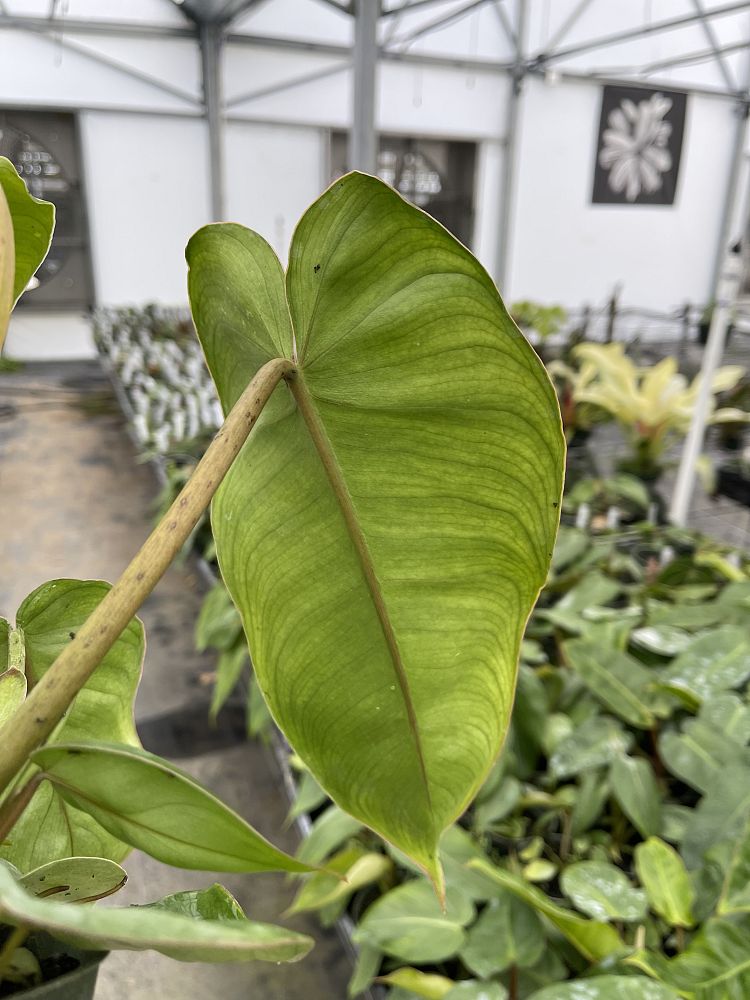 philodendron-jose-buono