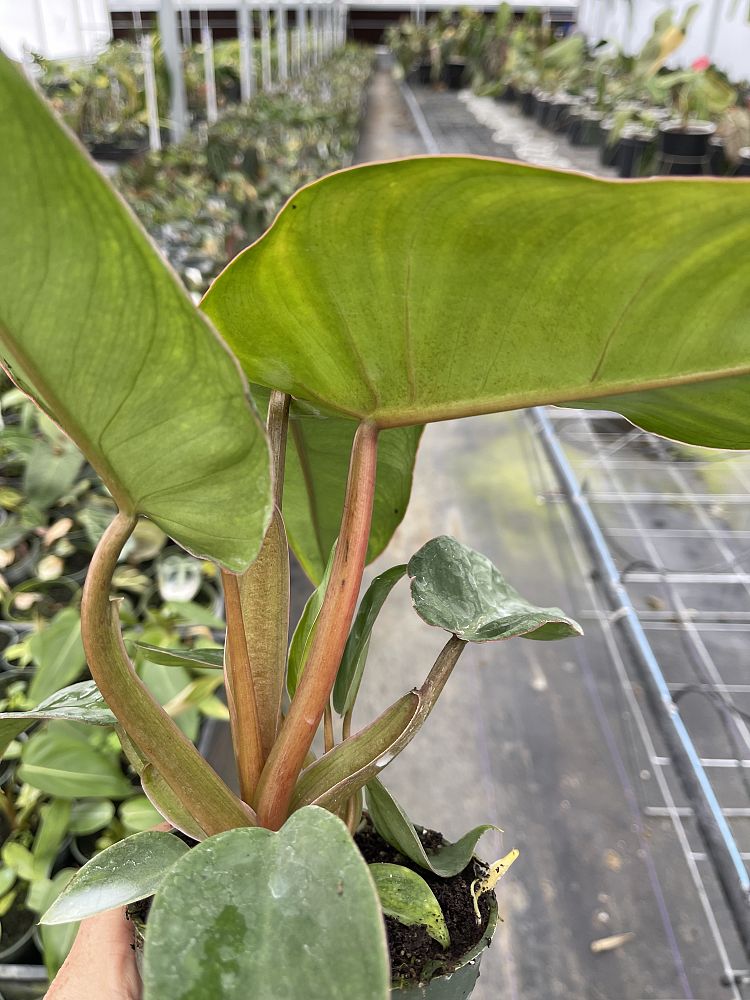 philodendron-jose-buono