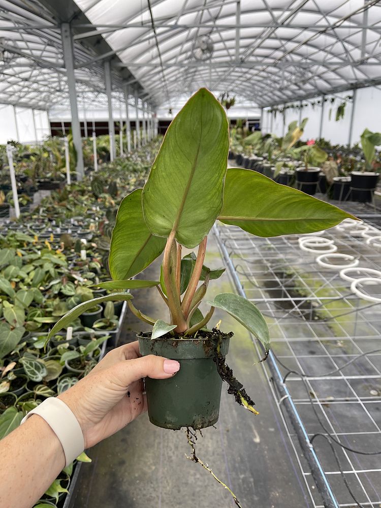 philodendron-jose-buono