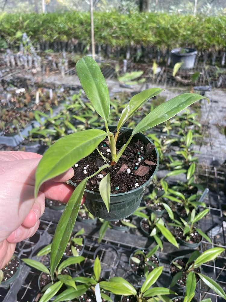 philodendron-jungle-boogie