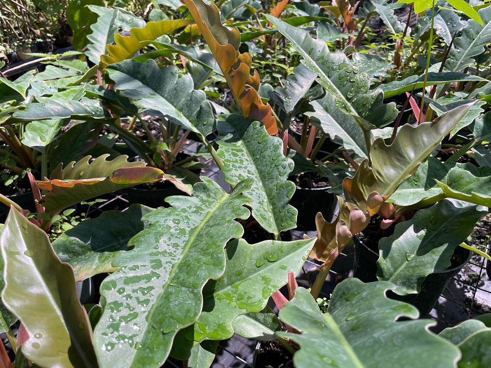 philodendron-jungle-boogie