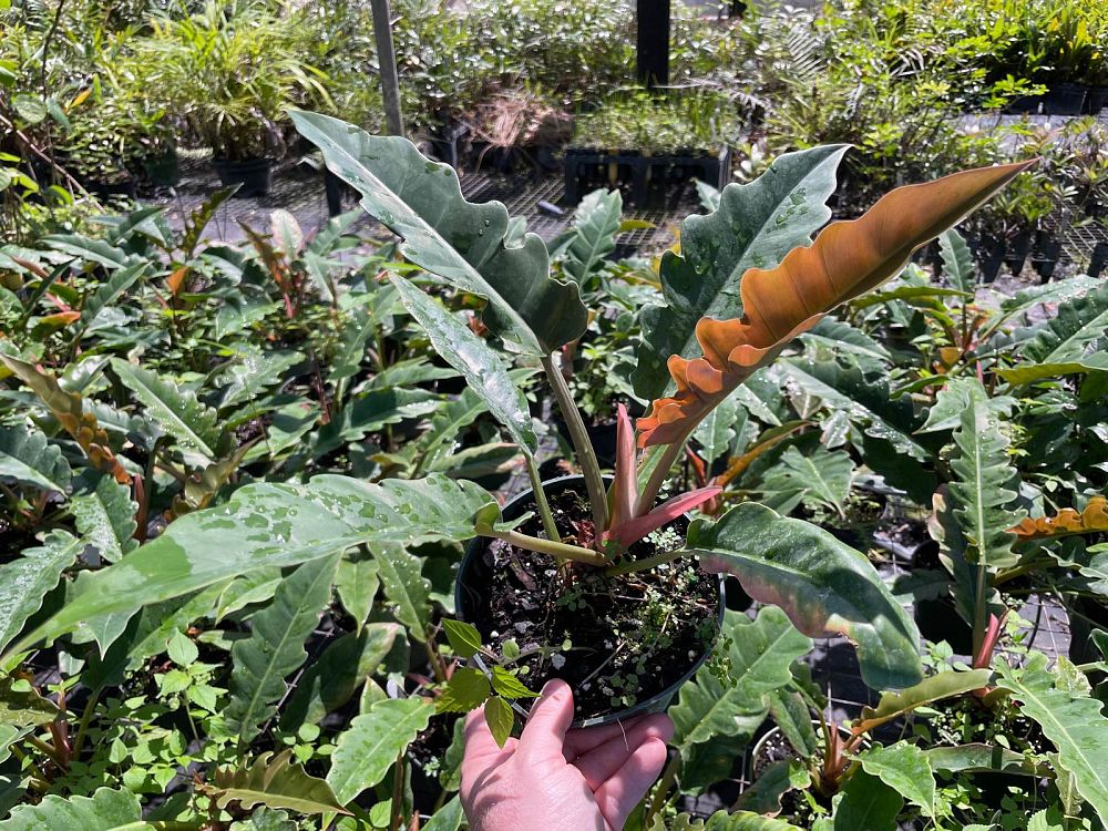 philodendron-jungle-boogie
