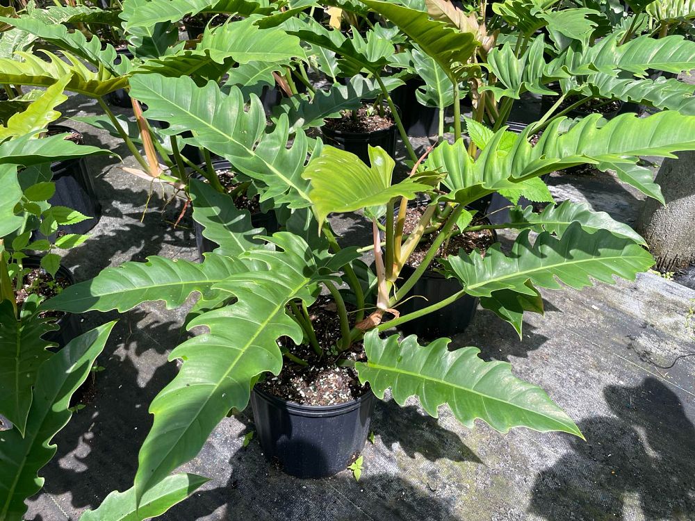 philodendron-jungle-boogie