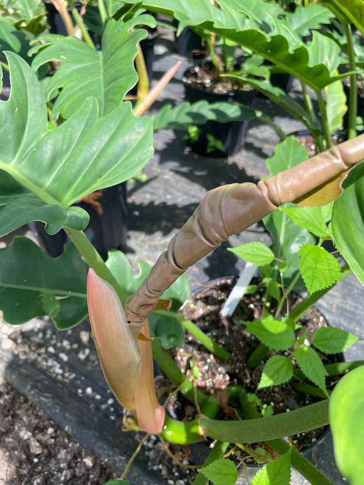 philodendron-jungle-boogie
