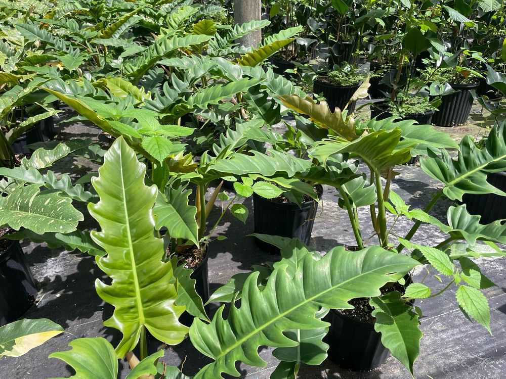 philodendron-jungle-boogie